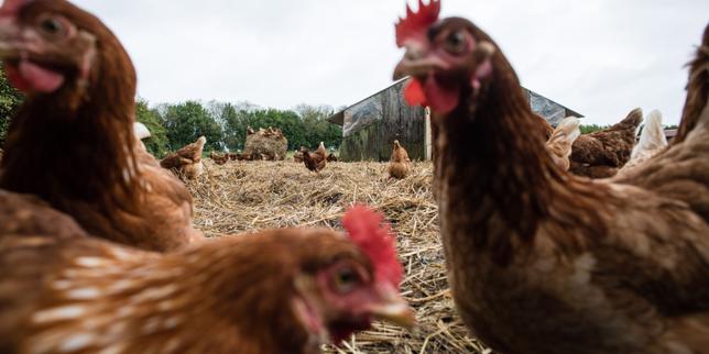 Grippe aviaire : la France a perdu son « statut indemne » après la découverte de foyers dans l’Eure et le Calvados