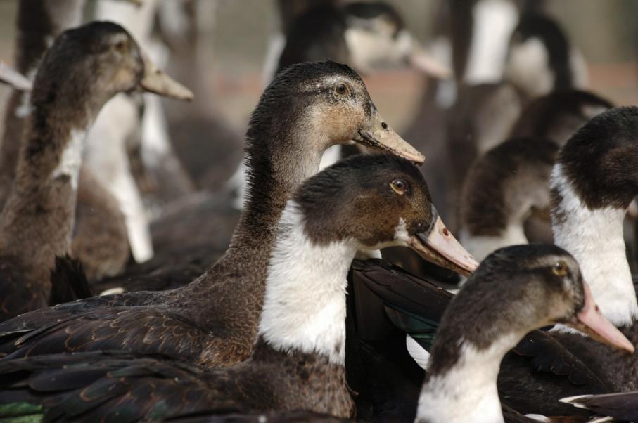 Influenza aviaire hautement pathogène : l’État poursuit son engagement dans le financement de la campagne vaccinale des canards pour 2024/25