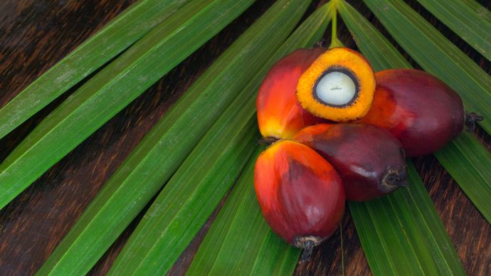 [] Flambée inédite des cours de l’huile de palme