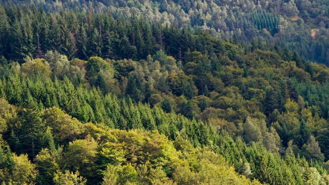Plan national d’actions « scolytes et bois de crise »