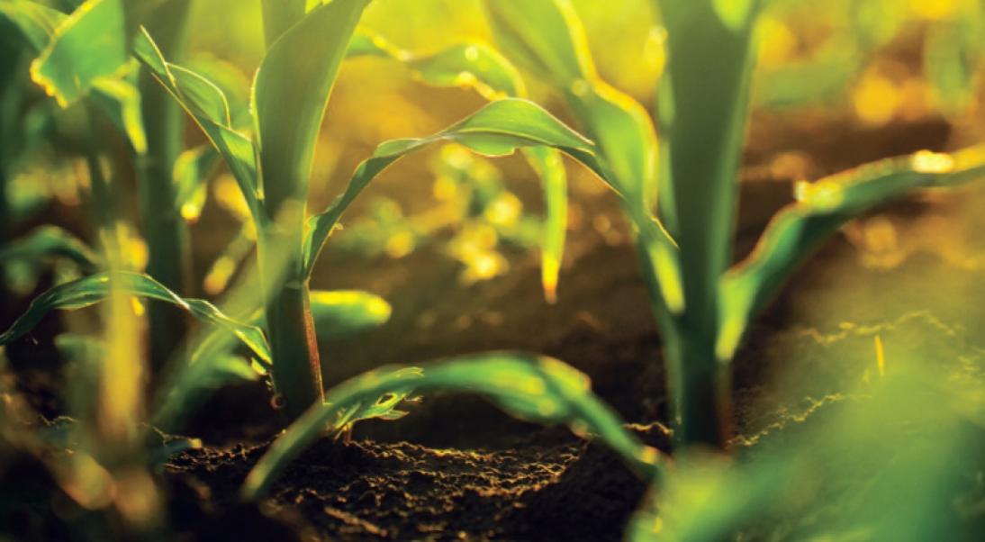 Actualités réglementaires phytosanitaires du 7 au 13 décembre 2024 (semaine 50)