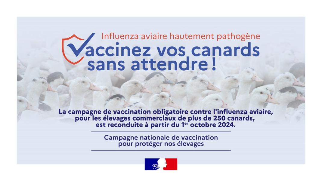 Campagne de vaccination obligatoire des canards contre l’Influenza aviaire : le kit de communication