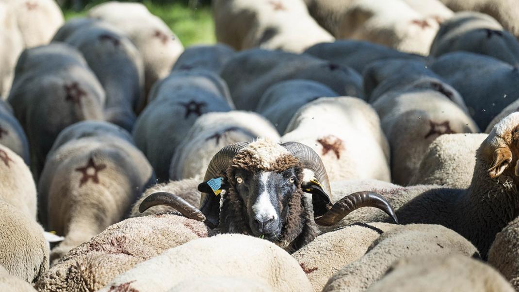 Épizootie de FCO : le ministère en charge de l’agriculture verse les premières indemnisations