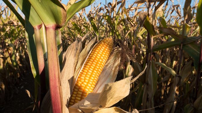 [] Maïs grain : les résultats complets des variétés expérimentées en 2024