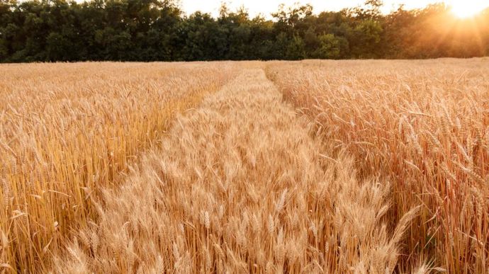 [] C’est la première fois depuis 1995 qu’il y a si peu de blé dur disponible en France