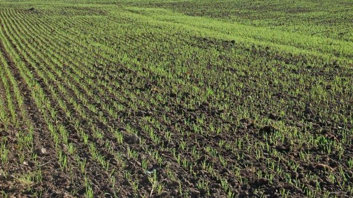 [] Continuer à être vigilant vis-à-vis des pucerons et des limaces dans le blé