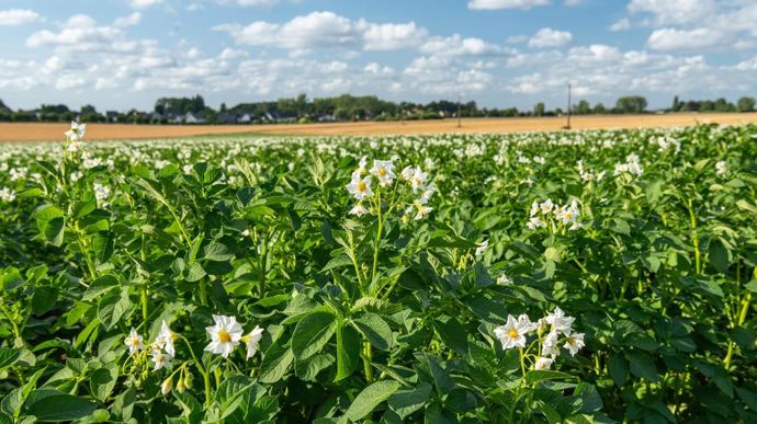 [] En pomme de terre, l’industrie rit, la fécule pleure