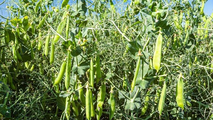 [] La compétitivité du pois protéagineux à la loupe