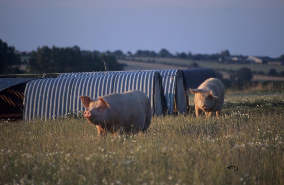 Prévention de la peste porcine africaine (ou fièvre porcine africaine) : l’État consacre 2 millions d’euros pour 3 000 audits en faveur des mesures de biosécurité dans les élevages