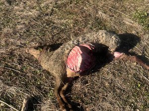 « Il n’y a aucun doute, c’est bien un loup » : deux brebis attaquées et tuées dans un village à vingt kilomètres de Montpellier