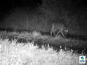 Déclassement du loup : un soulagement pour les éleveurs face à la prédation