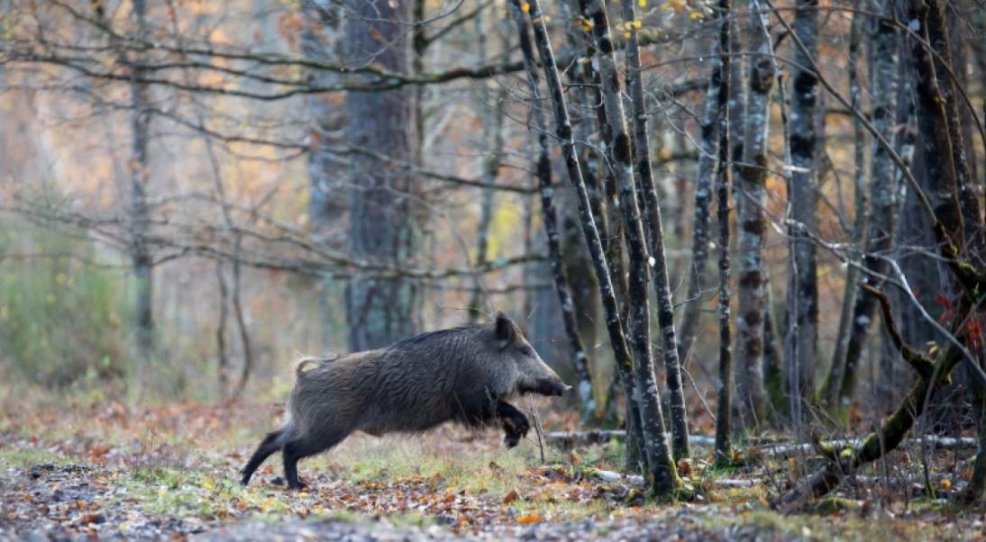 Peste porcine africaine (PPA) : agir pour prévenir
