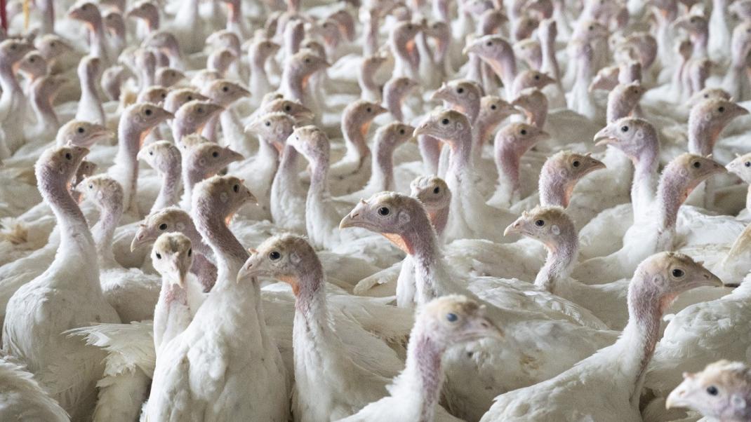 Influenza aviaire : la situation en France