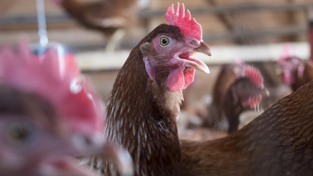 Influenza aviaire hautement pathogène (IAHP) : deux nouveaux foyers détectés en France, les services de l’État restent pleinement mobilisés
