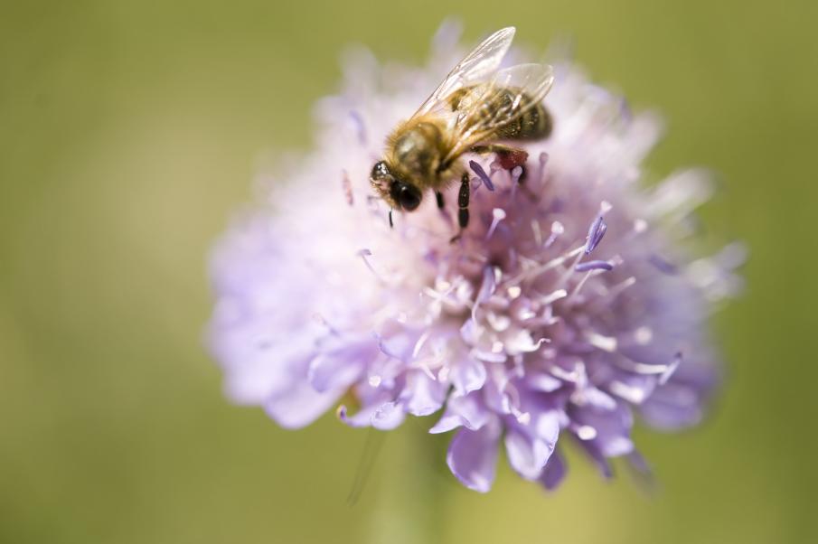La gestion sanitaire des abeilles