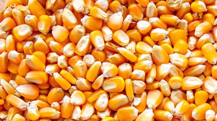 [] Le maïs sur hisse sur de nouveaux sommets à Chicago