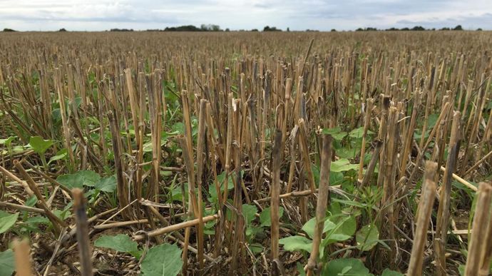 [] Campagnol des champs, des méthodes de lutte combinées sont nécessaires