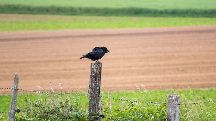 [] Lutte contre les corvidés sur maïs : des solutions à combiner dès le semis