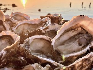 Sur le bassin de Thau, les producteurs d’huîtres « globalement satisfaits » des fêtes de fin d’année