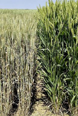 [] Blé hybride : la première variété X-Terra de Syngenta inscrite au catalogue officiel