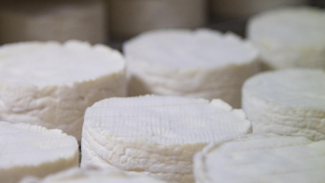 Camembert de Normandie AOP : le goût unique du lait cru et des pâturages