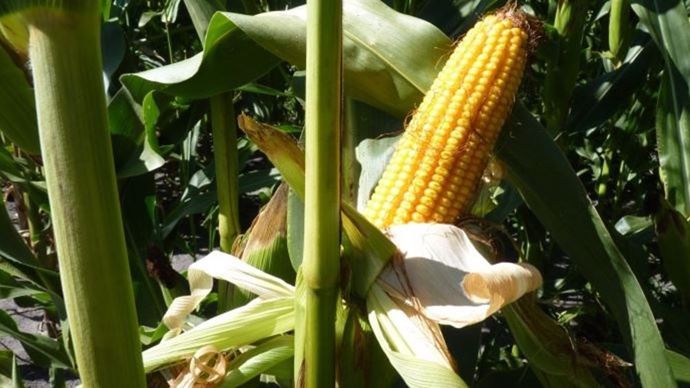 [] Le maïs, plus rare, tire les prix mondiaux des céréales