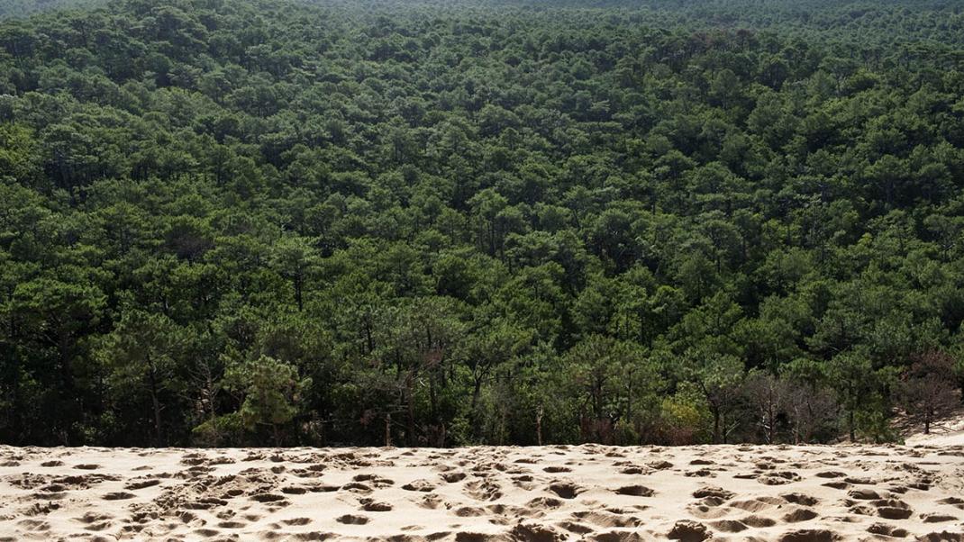 Forêt : les communes et coopératives à l’œuvre pour une gestion durable