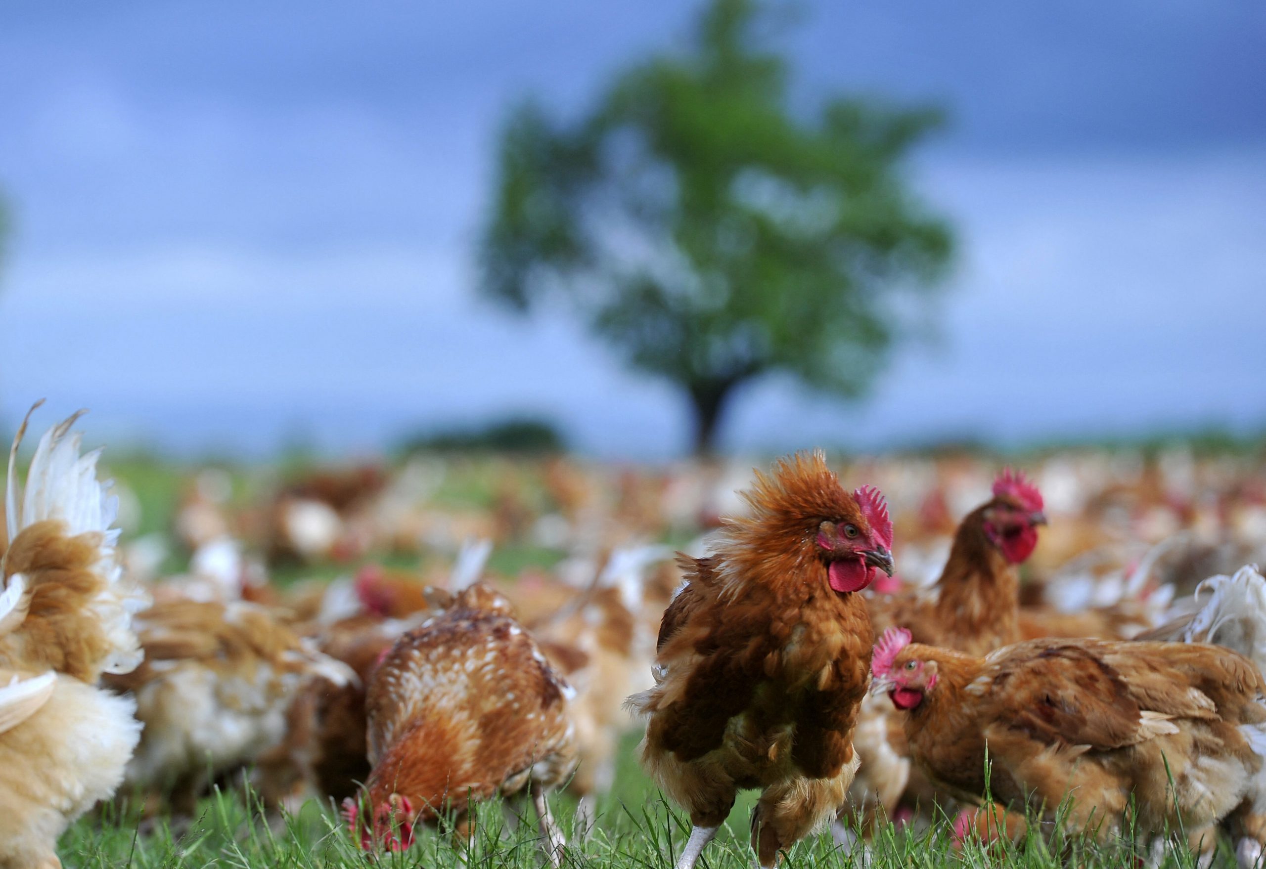 Alimentation durable : en Charente, «le poulet qu’on vend, c’est une Ferrari face à celui de supermarché»