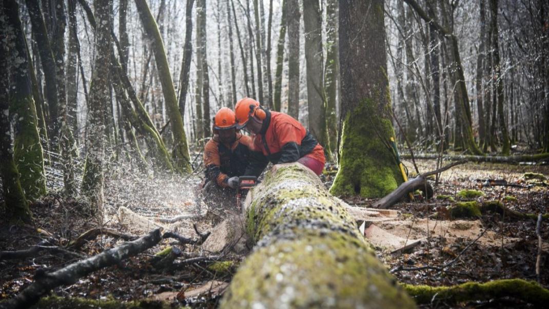 La forêt, des métiers au plus près de la nature