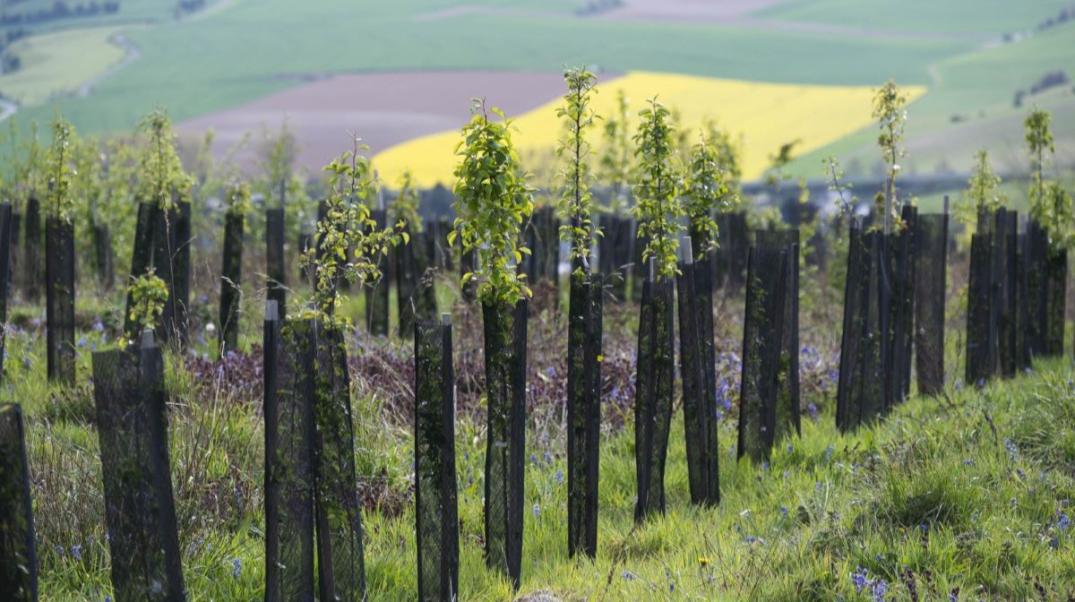 La politique forestière face au défi du changement climatique