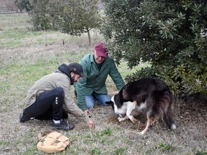 À Galargues, Loan Jamard “cultive” délicatement la truffe de l’Hérault
