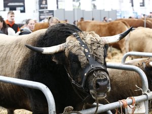 Salon de l’agriculture 2025 : la loi d’orientation sera-t-elle bouclée le coup d’envoi de l’événement annuel phare du monde paysan ?