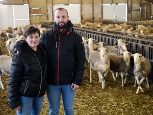 Transformer la laine de brebis en produit fertilisant : ils innovent à Vézins-de-Lévézou dans l’Aveyron