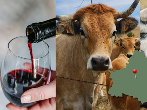 CARTE Salon de l’agriculture 2025 : éleveurs, producteurs… découvrez tous les produits de la région exposés