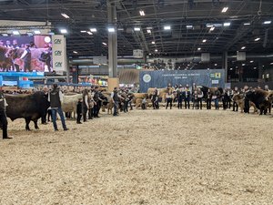 Salon international de l’agriculture 2025 : quatre vaches lozériennes distinguées au concours général agricole