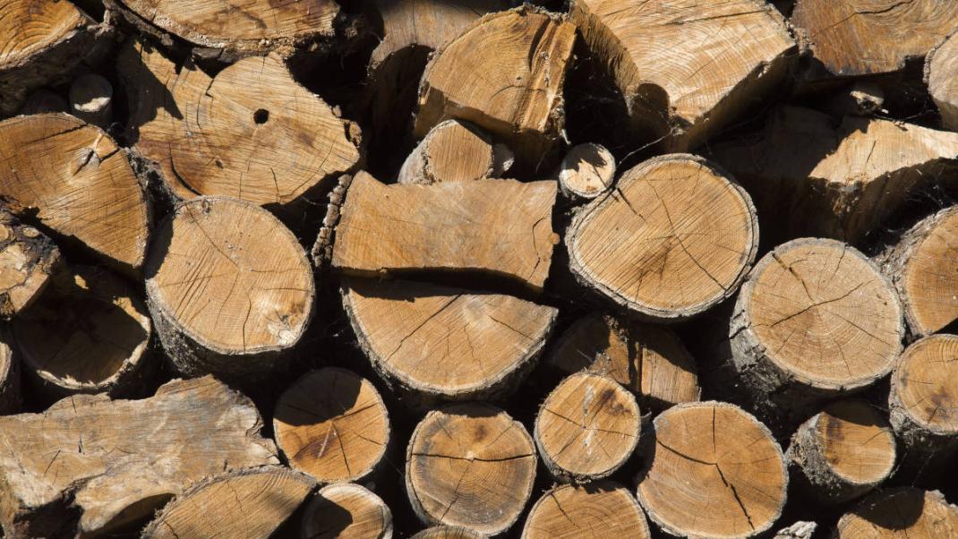 Dans tous les domaines, le bois a la cote !