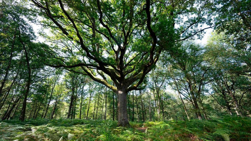 La « forêt mosaïque » ou le pari de la diversité