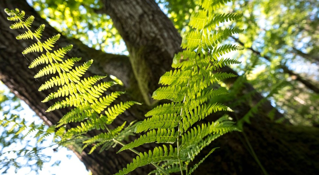 La forêt française à l’honneur du 15 au 23 mars 2025
