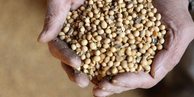 Les aliments à base de soja ne doivent pas être servis en restauration collective, recommande l’Anses