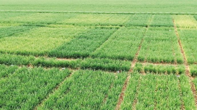 [] Stress climatiques/nutritionnels : des biostimulants tirent leur épingle du jeu