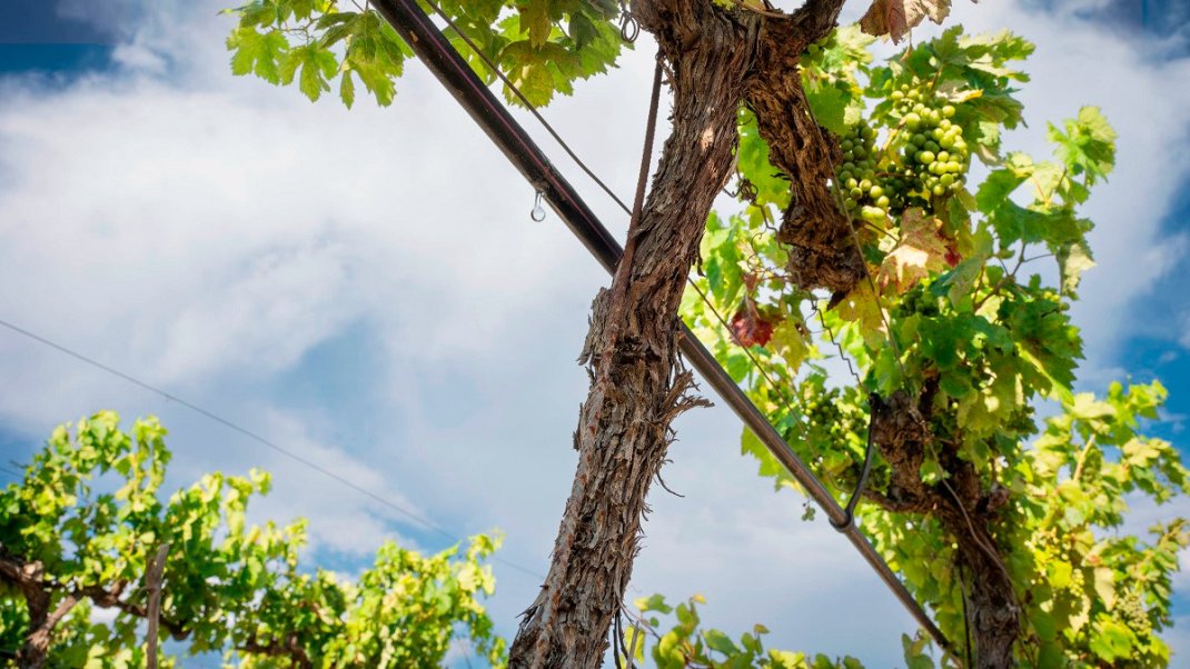 Occitanie : vers la réutilisation des eaux usées pour irriguer la vigne