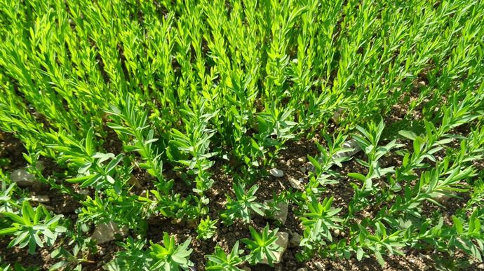 [] La filière lin oléagineux recherche des agriculteurs multiplicateurs de semences