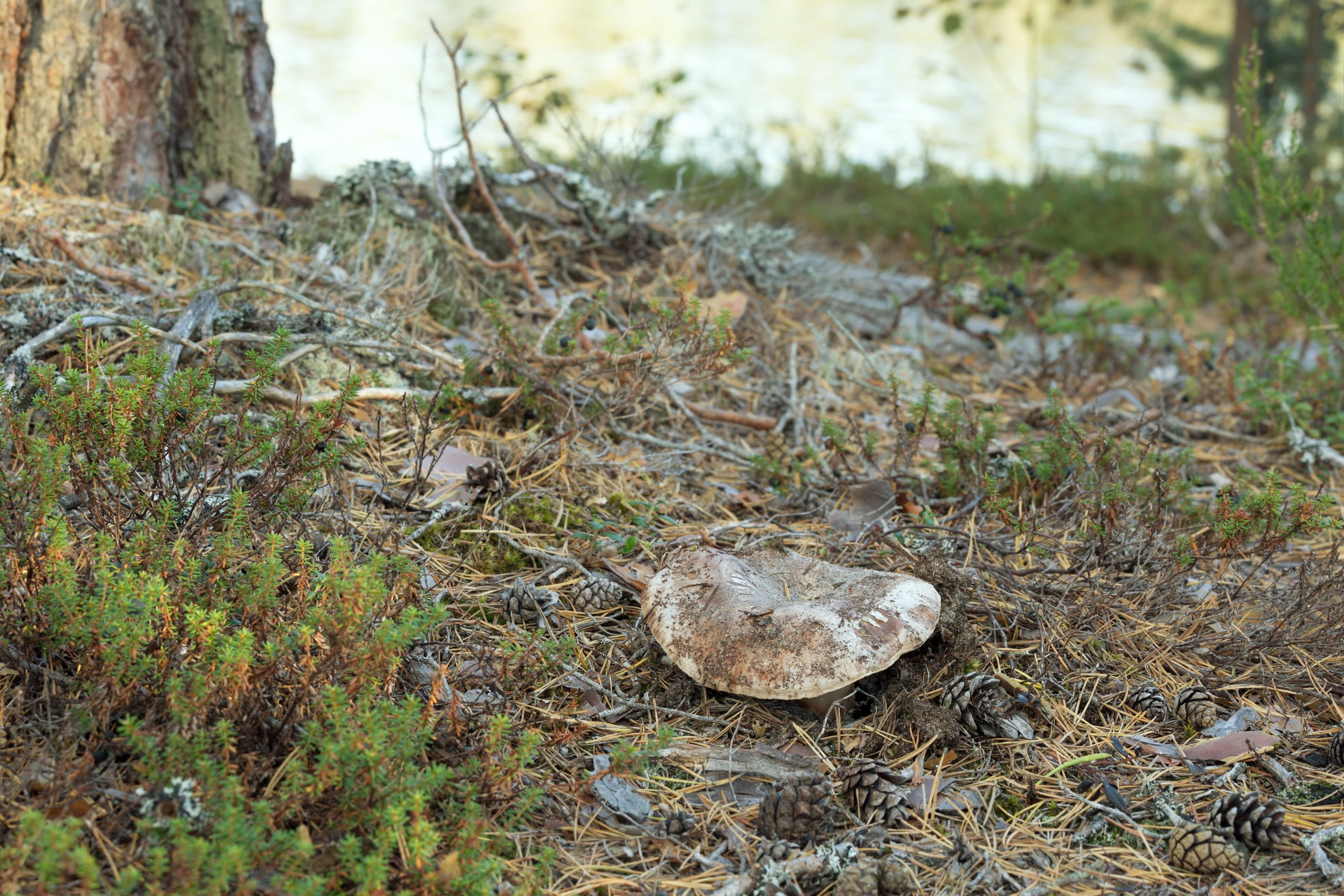 Au moins 411 espèces de champignons menacés d’extinction en raison de l’agriculture, de la déforestation et du réchauffement climatique