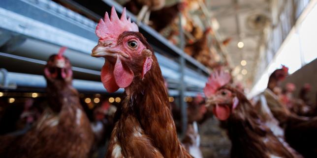 Grippe aviaire : Robert F. Kennedy Jr, ministre de la santé des Etats-Unis, propose de combattre le virus en le laissant circuler