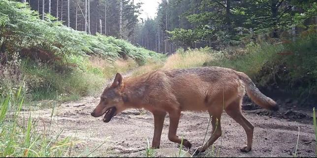 L’arrivée d’un couple de loups sur le plateau de Millevaches bouleverse éleveurs et naturalistes