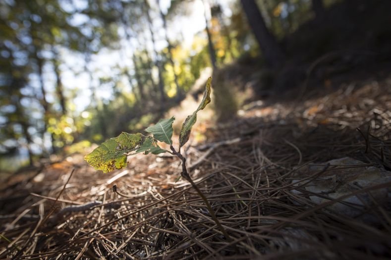 La santé des forêts