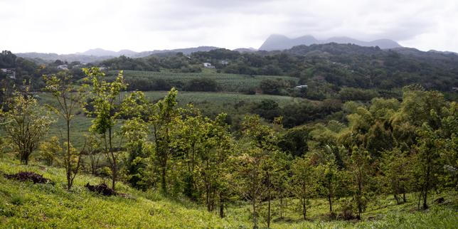 A la Martinique, la relance prometteuse de la production de cacao