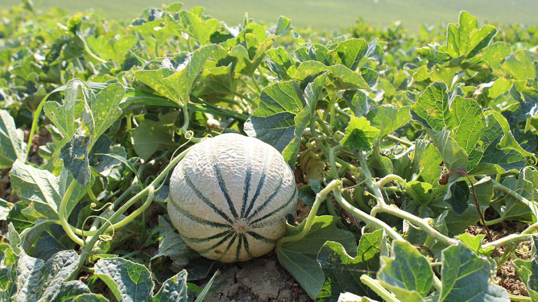 Le melon de Cavaillon IGP