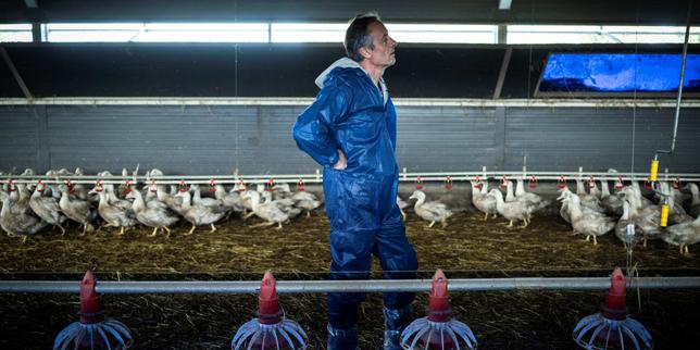 Grippe aviaire : la situation en France ne justifie pas à ce stade le recours à la vaccination humaine