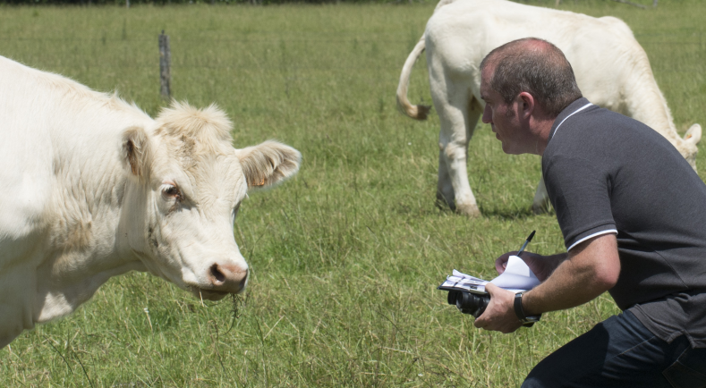 Tuberculose bovine : la situation en France